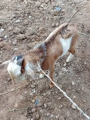 Local Goats and Sahelian Goat and Sheep