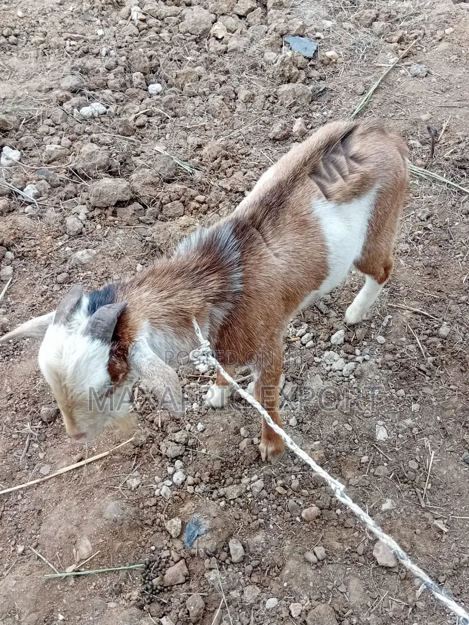 Local Goats and Sahelian Goat and Sheep
