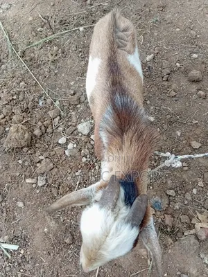 Local Goats and Sahelian Goat and Sheep