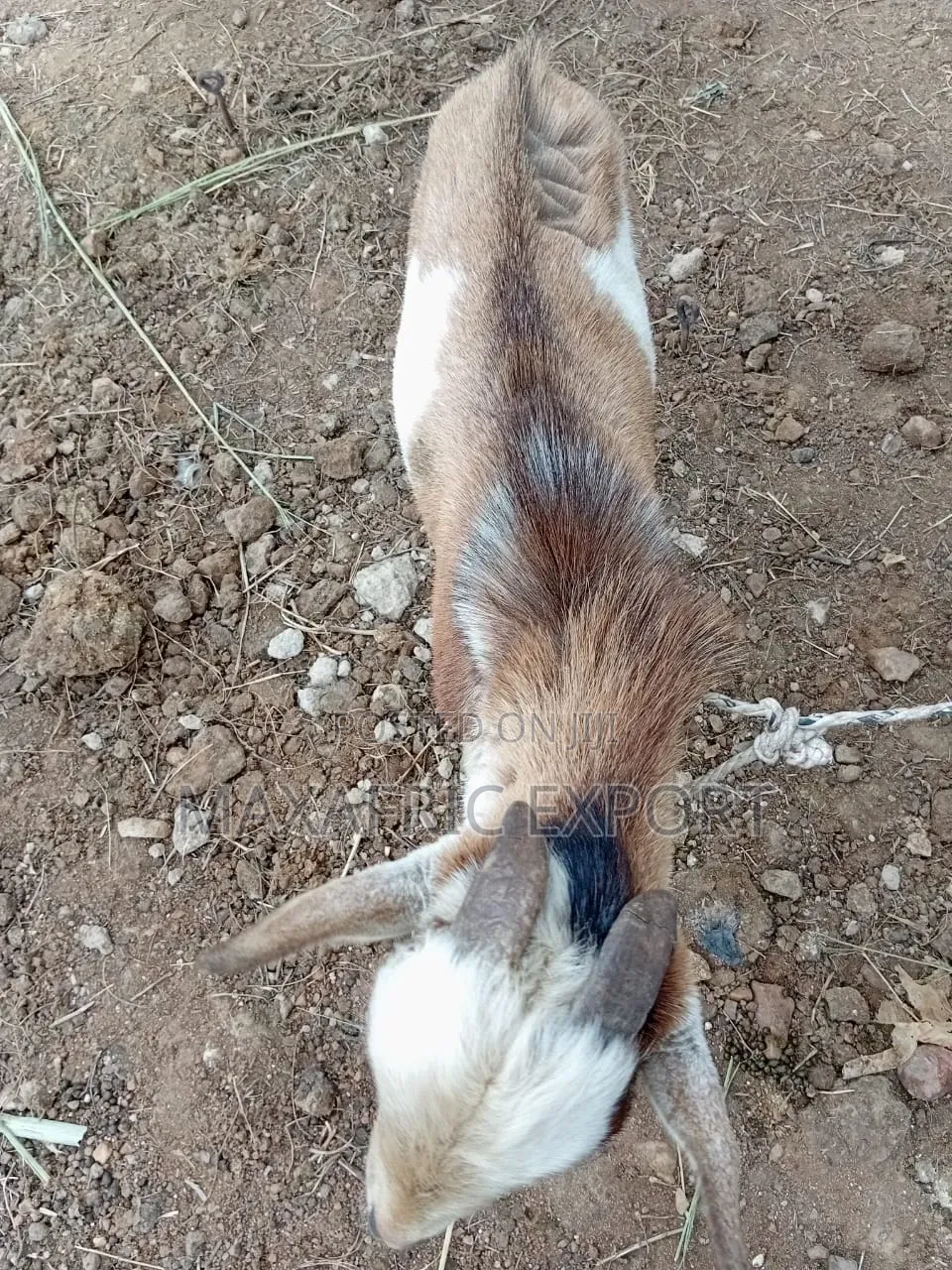 Local Goats and Sahelian Goat and Sheep
