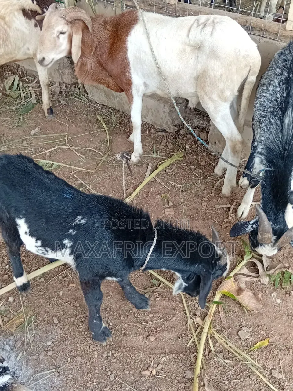 Local Goats and Sahelian Goat and Sheep