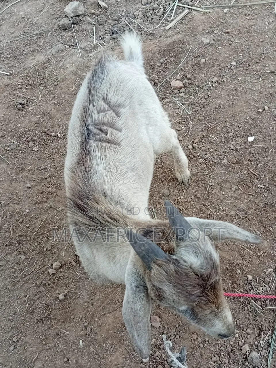 Local Goats and Sahelian Goat and Sheep