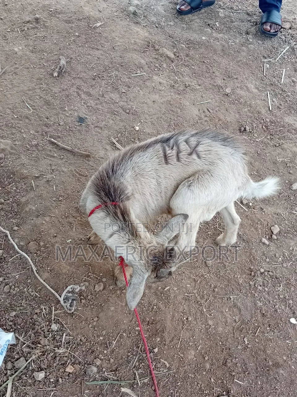 Local Goats and Sahelian Goat and Sheep