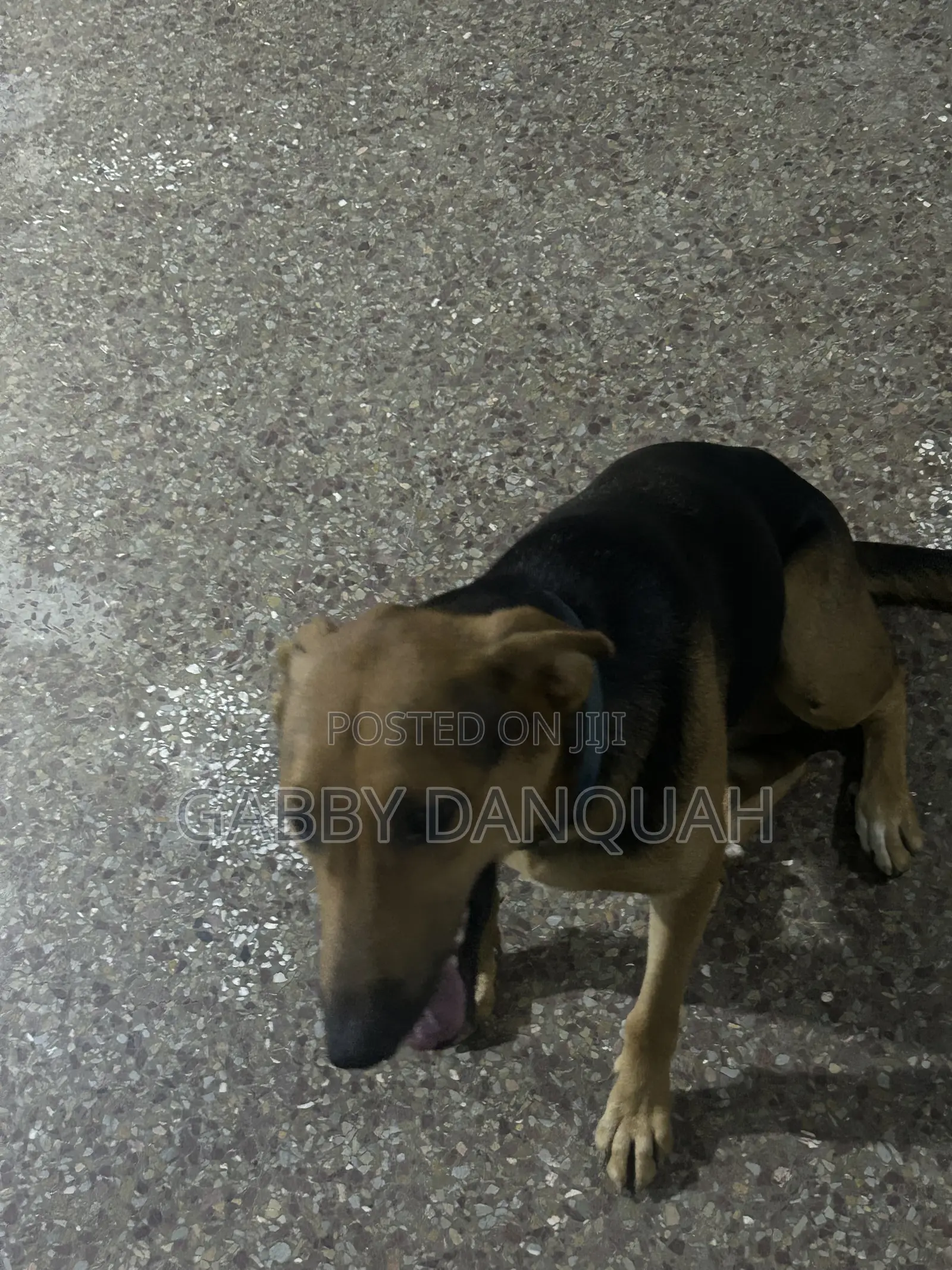 6-12 months Female Purebred German Shepherd