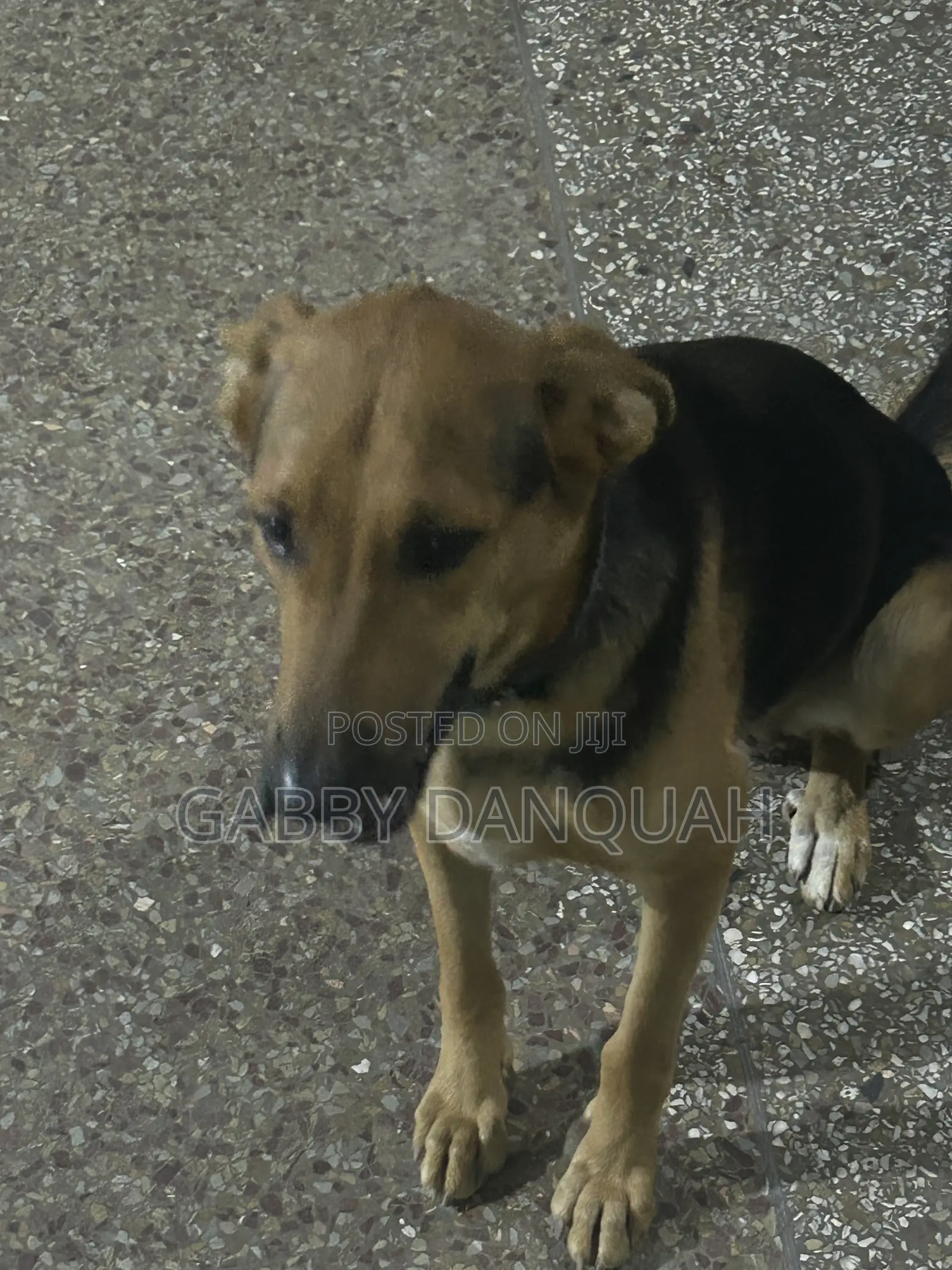 6-12 months Female Purebred German Shepherd