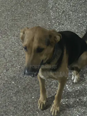 6-12 months Female Purebred German Shepherd