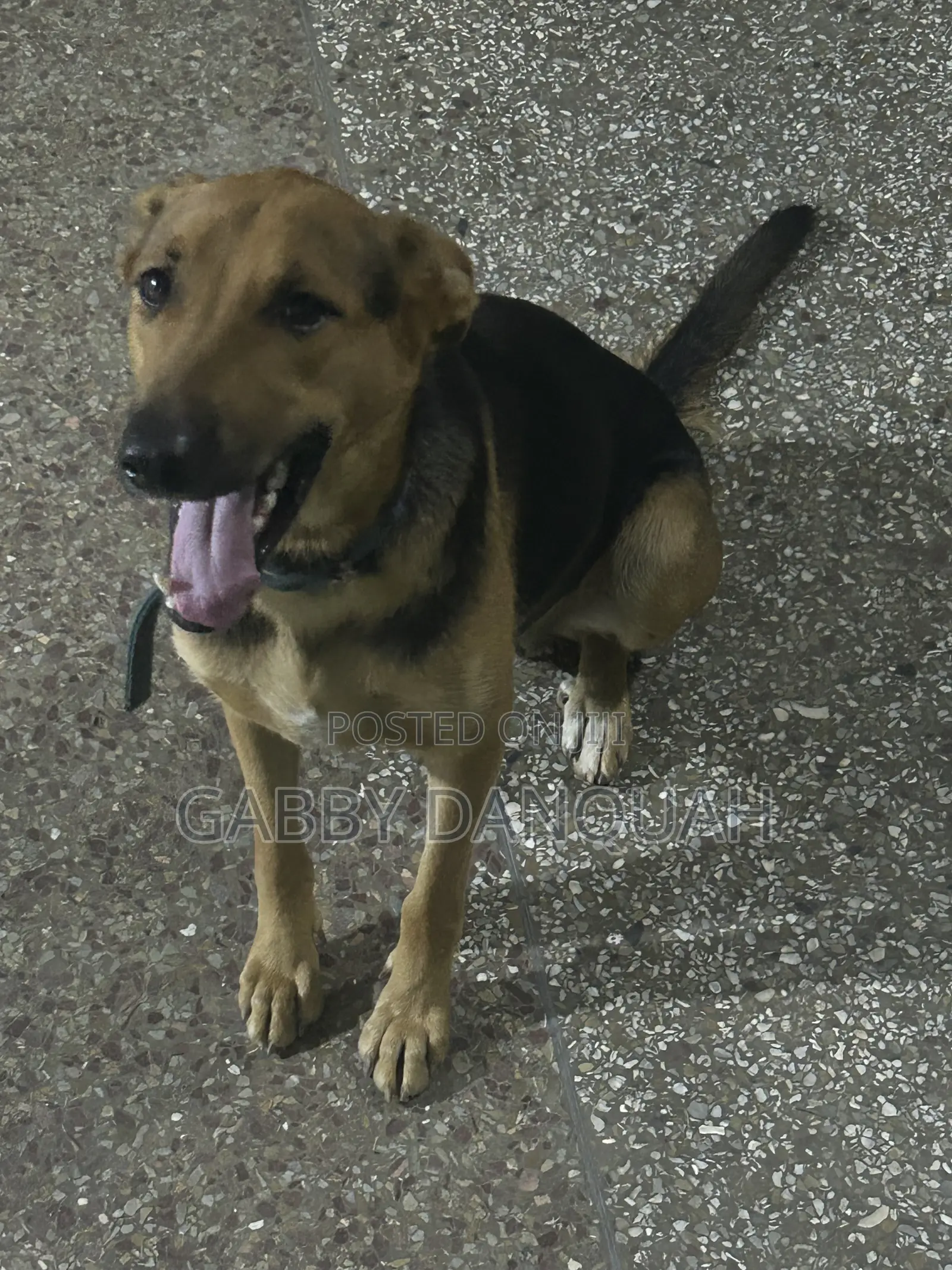 6-12 months Female Purebred German Shepherd