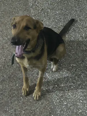 6-12 months Female Purebred German Shepherd