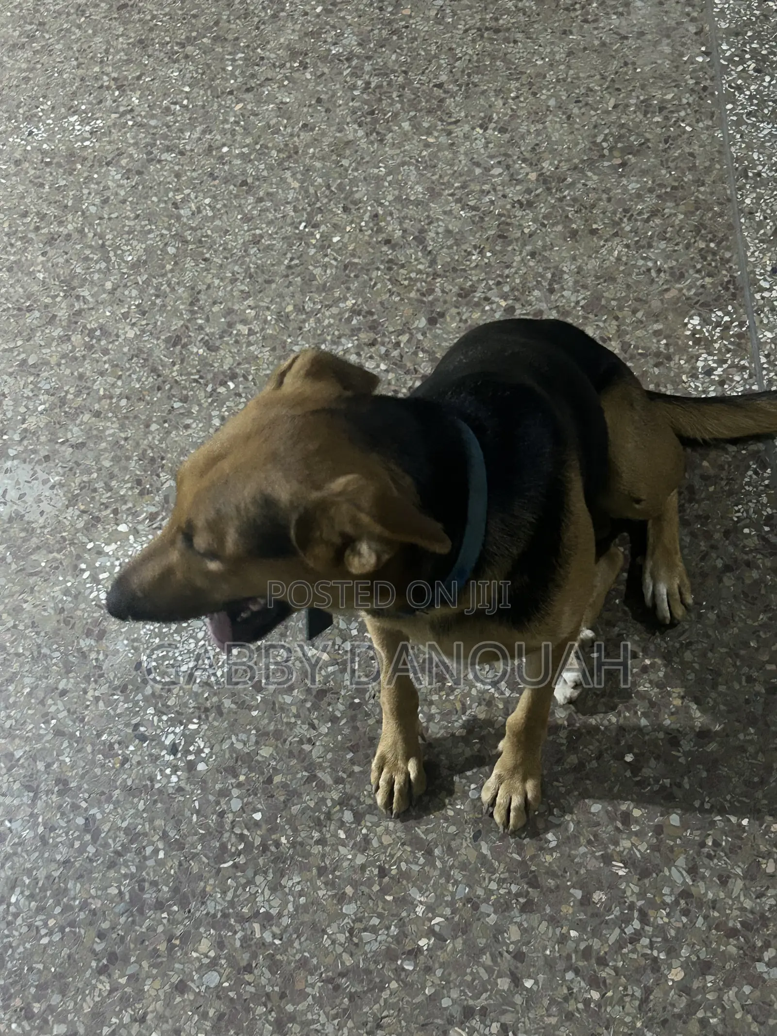 6-12 months Female Purebred German Shepherd