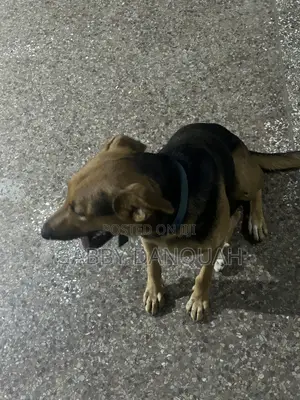 6-12 months Female Purebred German Shepherd