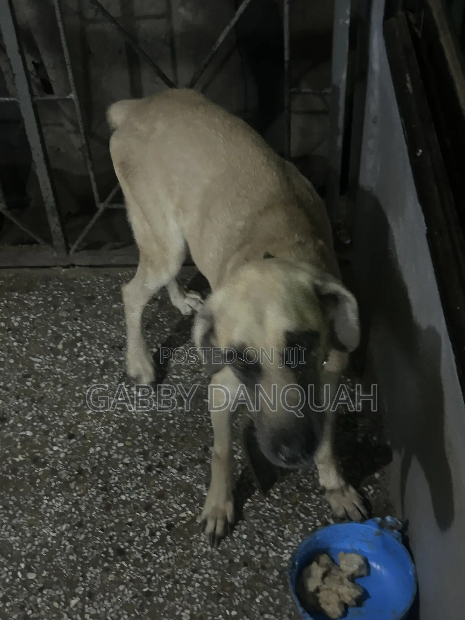 1+ year Male Purebred Boerboel