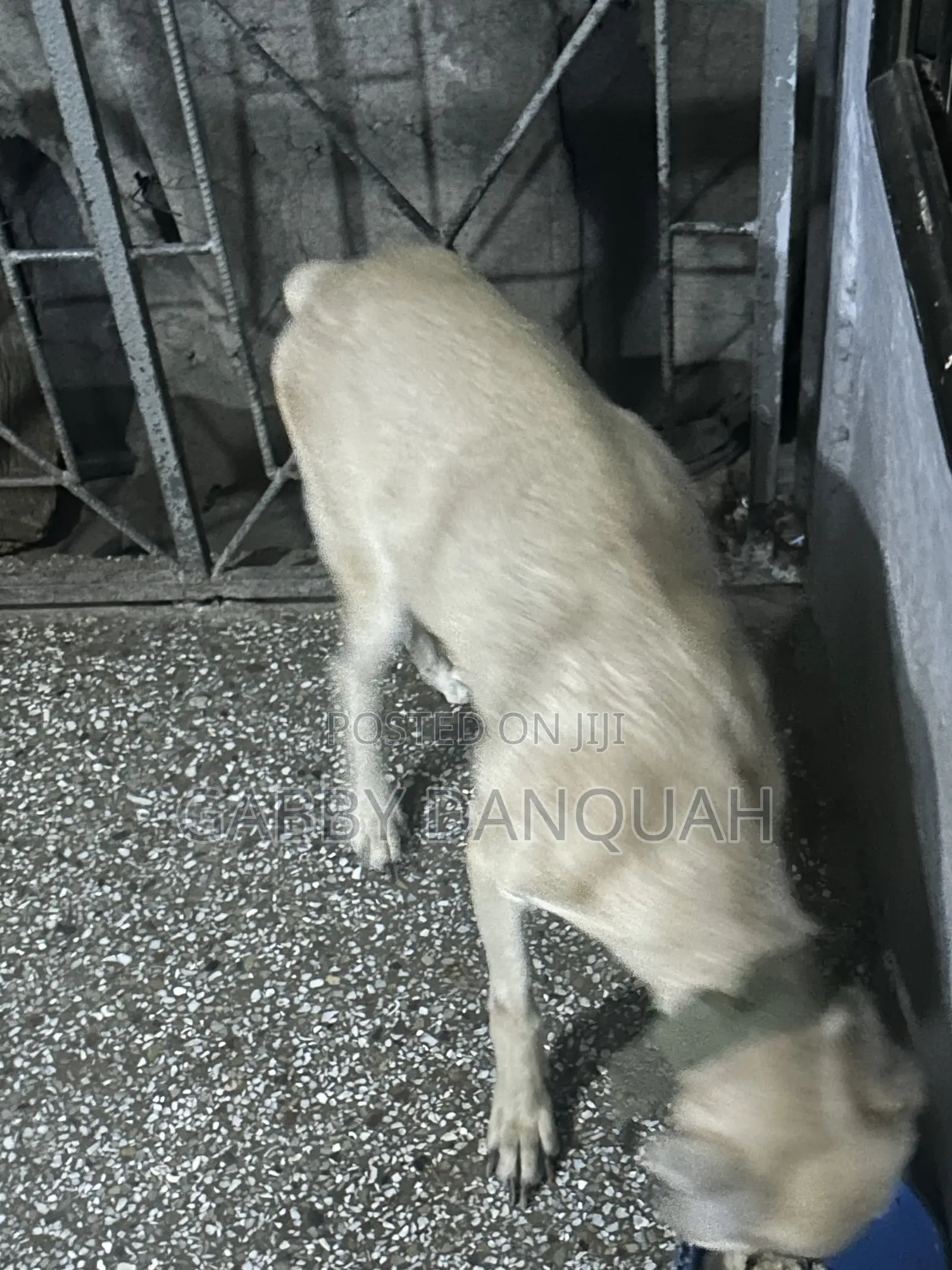 1+ year Male Purebred Boerboel
