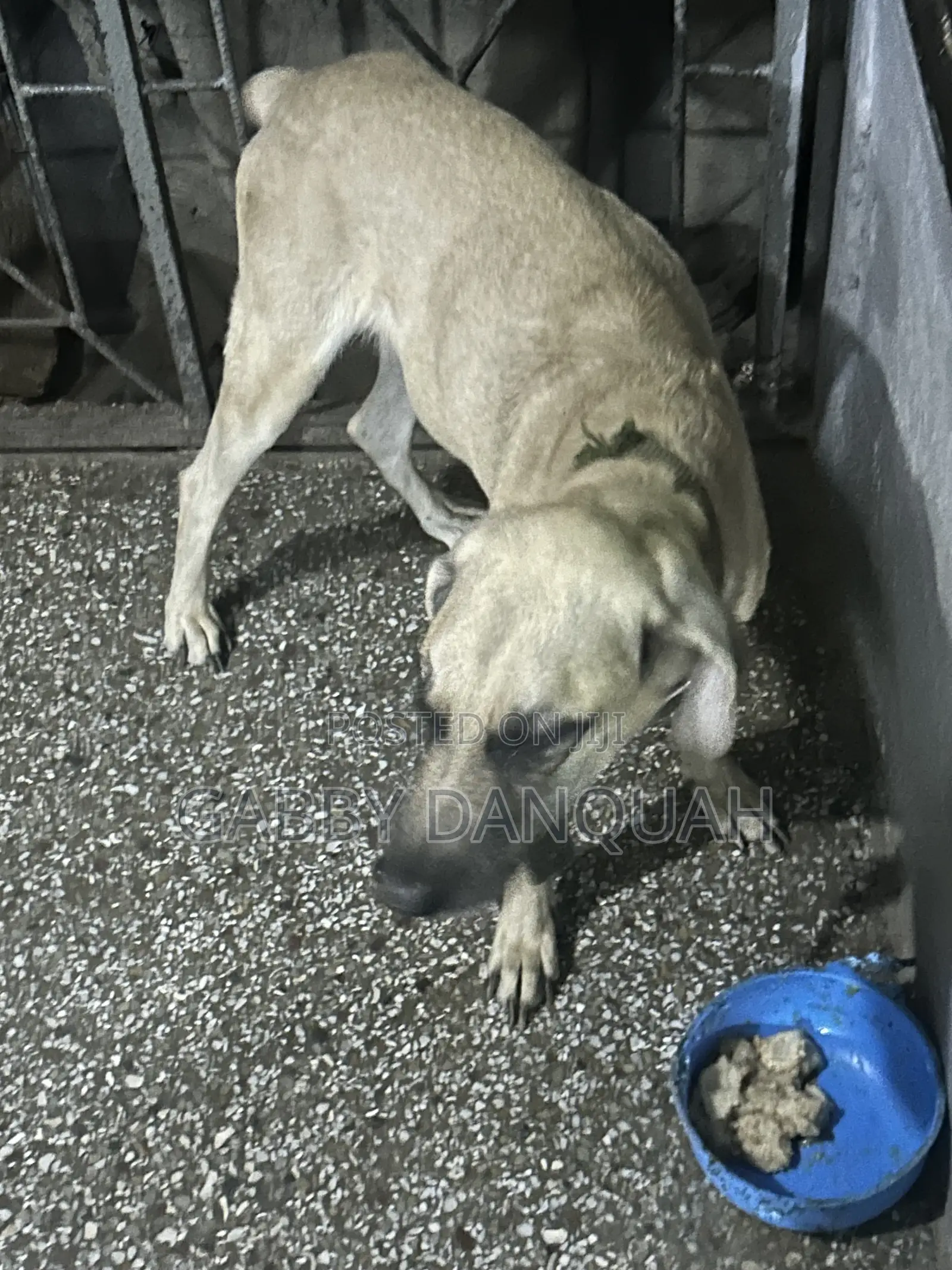 1+ year Male Purebred Boerboel
