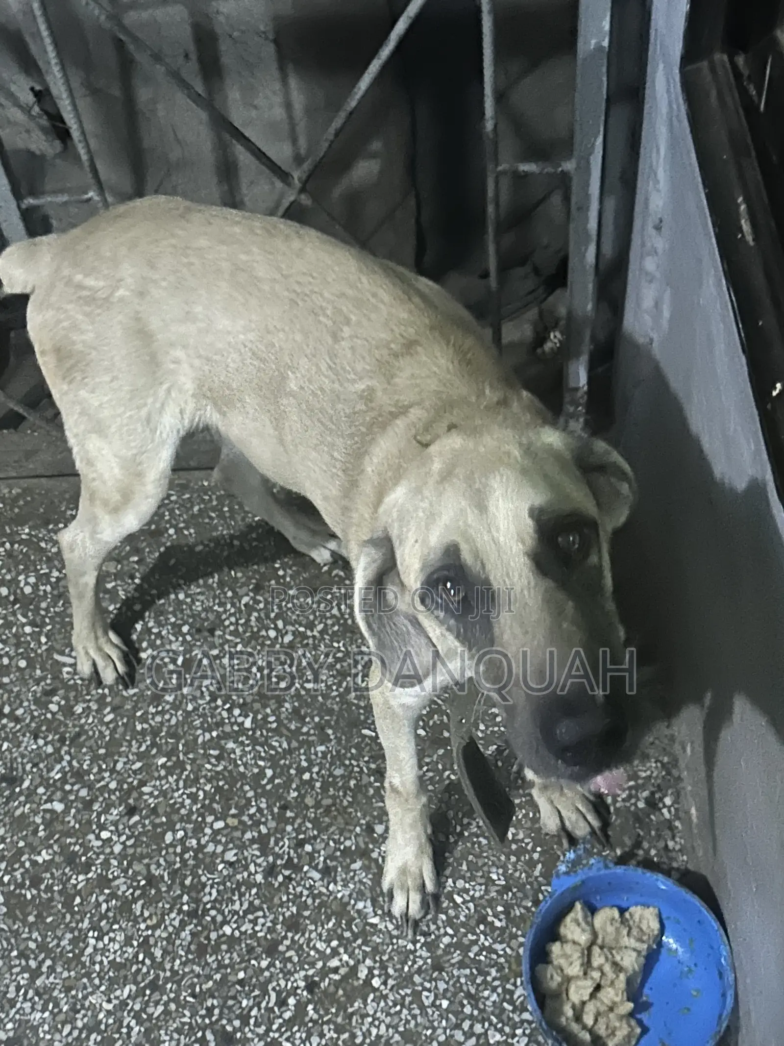 1+ year Male Purebred Boerboel