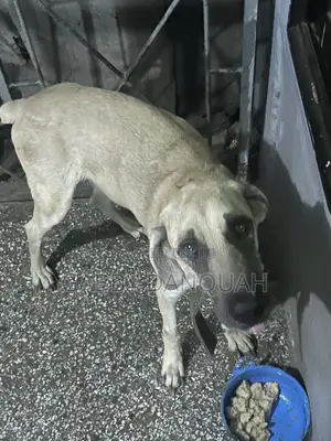 1+ year Male Purebred Boerboel
