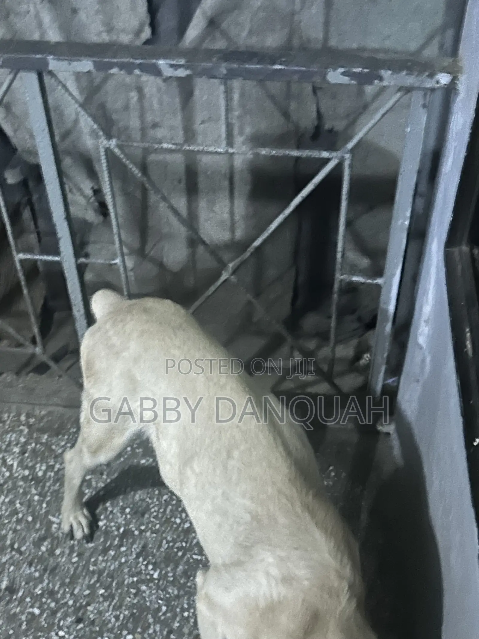 1+ year Male Purebred Boerboel