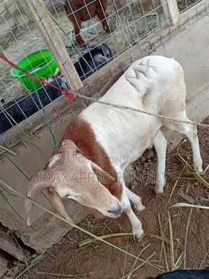 Sheeps for Sale