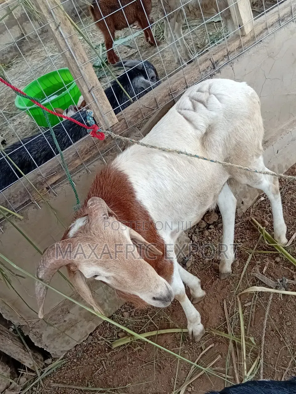 Sheeps for Sale