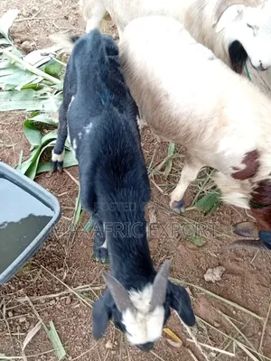Sheeps for Sale