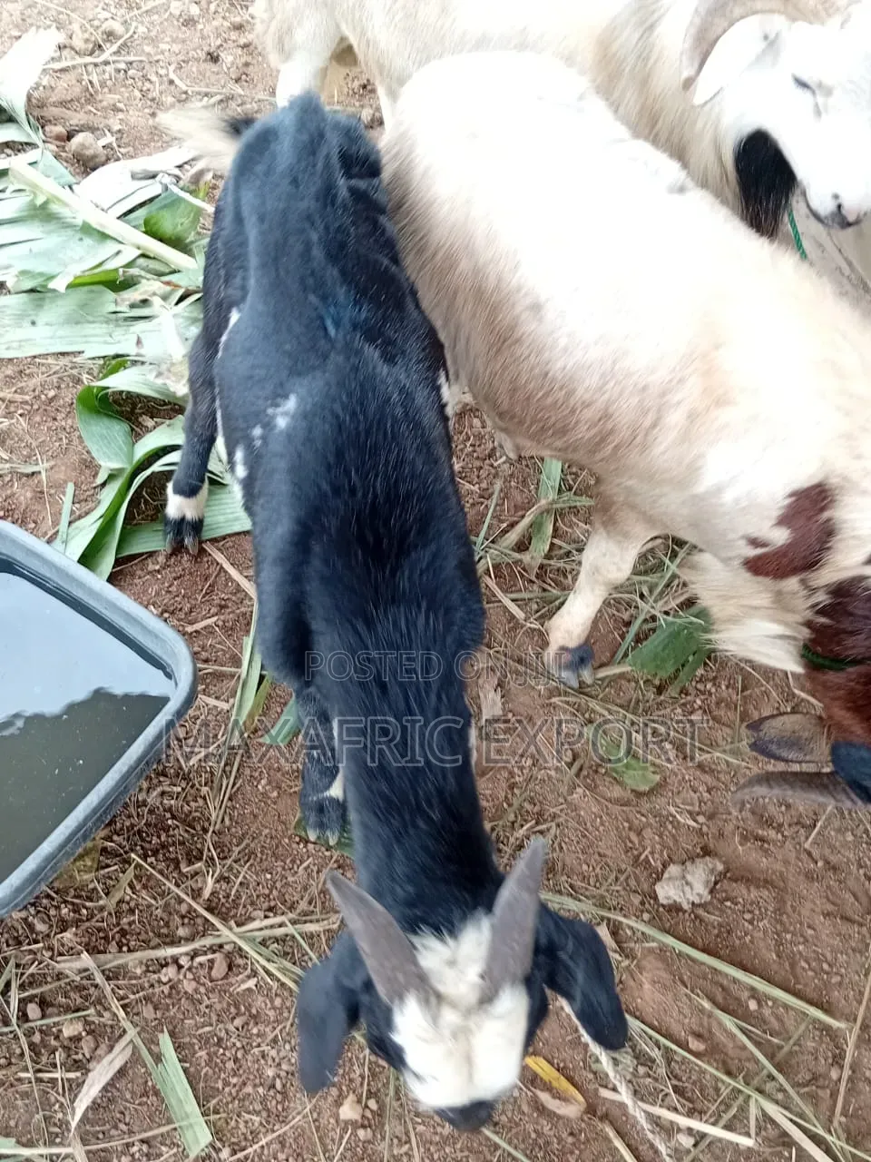 Sheeps for Sale