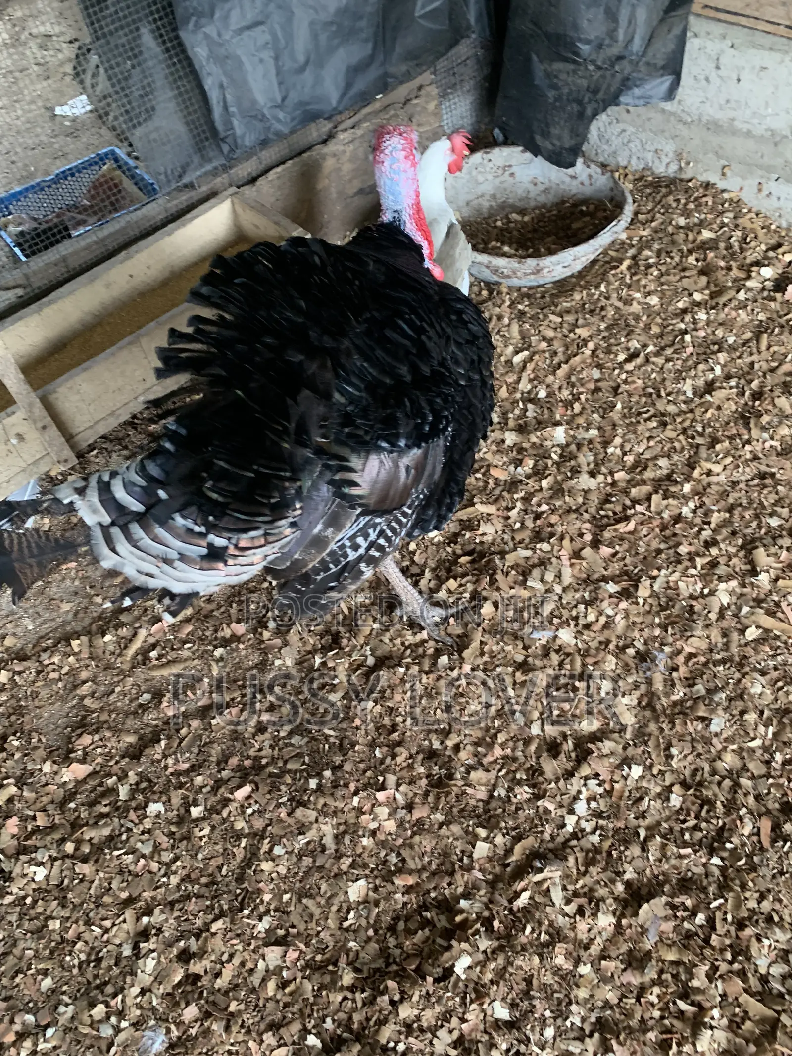 Premium Farm-Raised Turkeys: Quality You Can Trust.