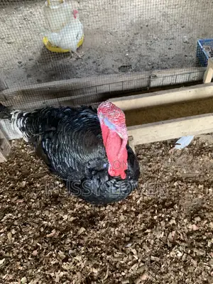 Premium Farm-Raised Turkeys: Quality You Can Trust.