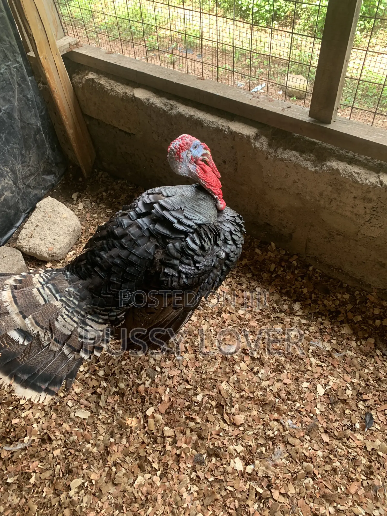 Premium Farm-Raised Turkeys: Quality You Can Trust.