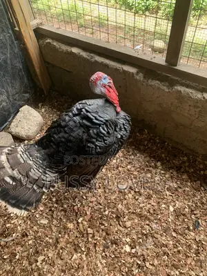 Premium Farm-Raised Turkeys: Quality You Can Trust.