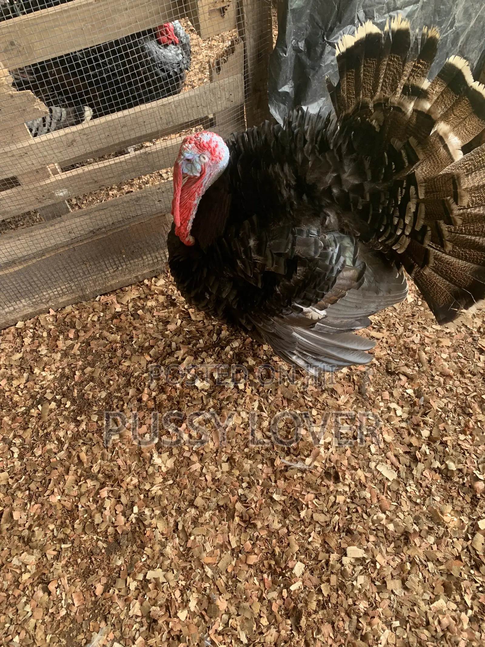 Premium Farm-Raised Turkeys: Quality You Can Trust.