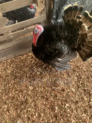 Premium Farm-Raised Turkeys: Quality You Can Trust.