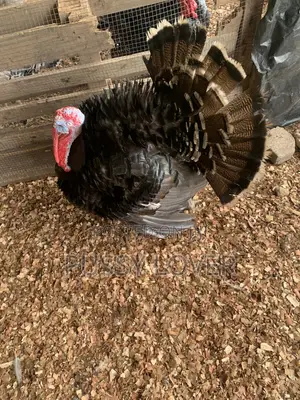 Premium Farm-Raised Turkeys: Quality You Can Trust.