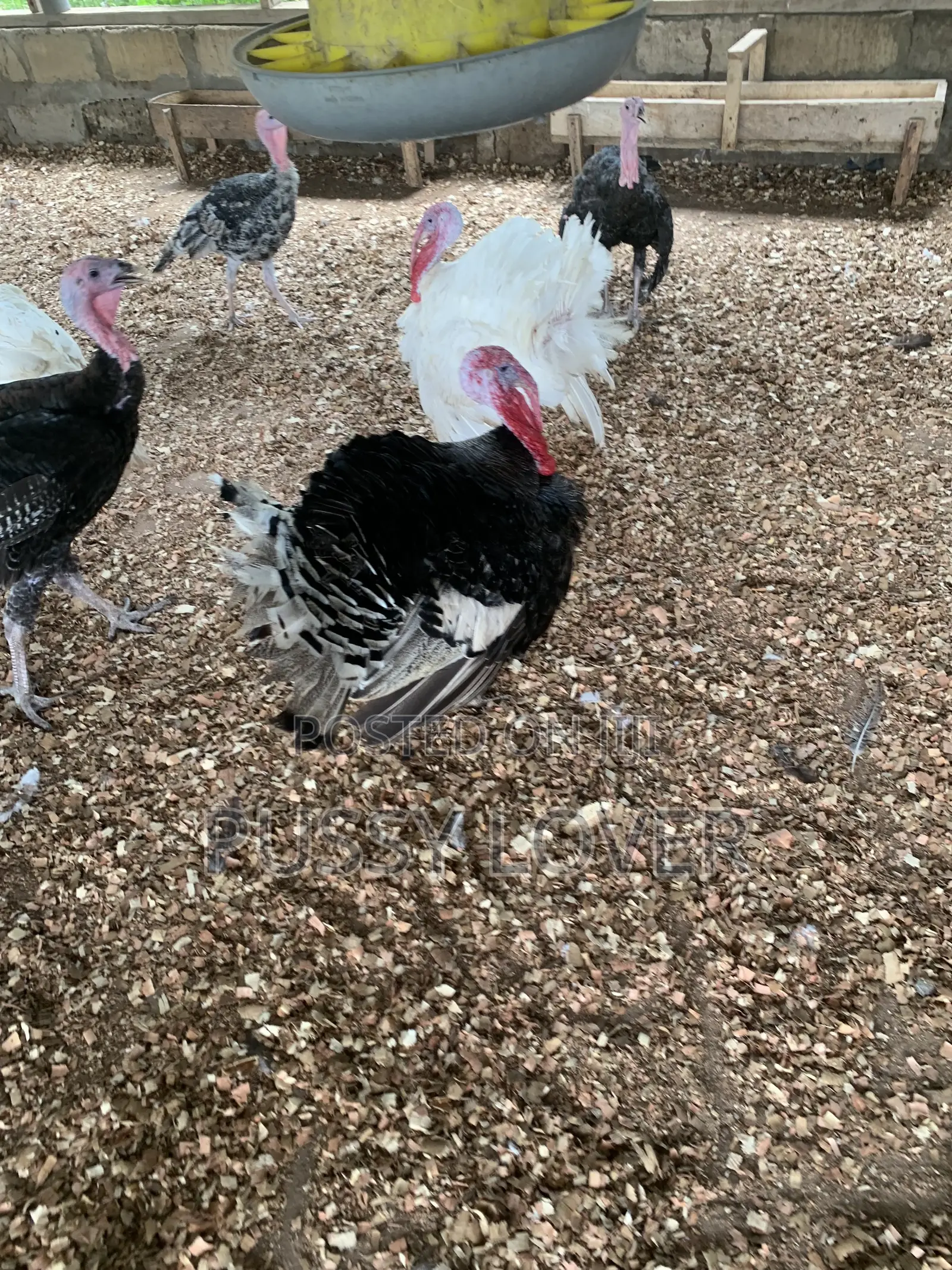 Premium Farm-Raised Turkeys: Quality You Can Trust.
