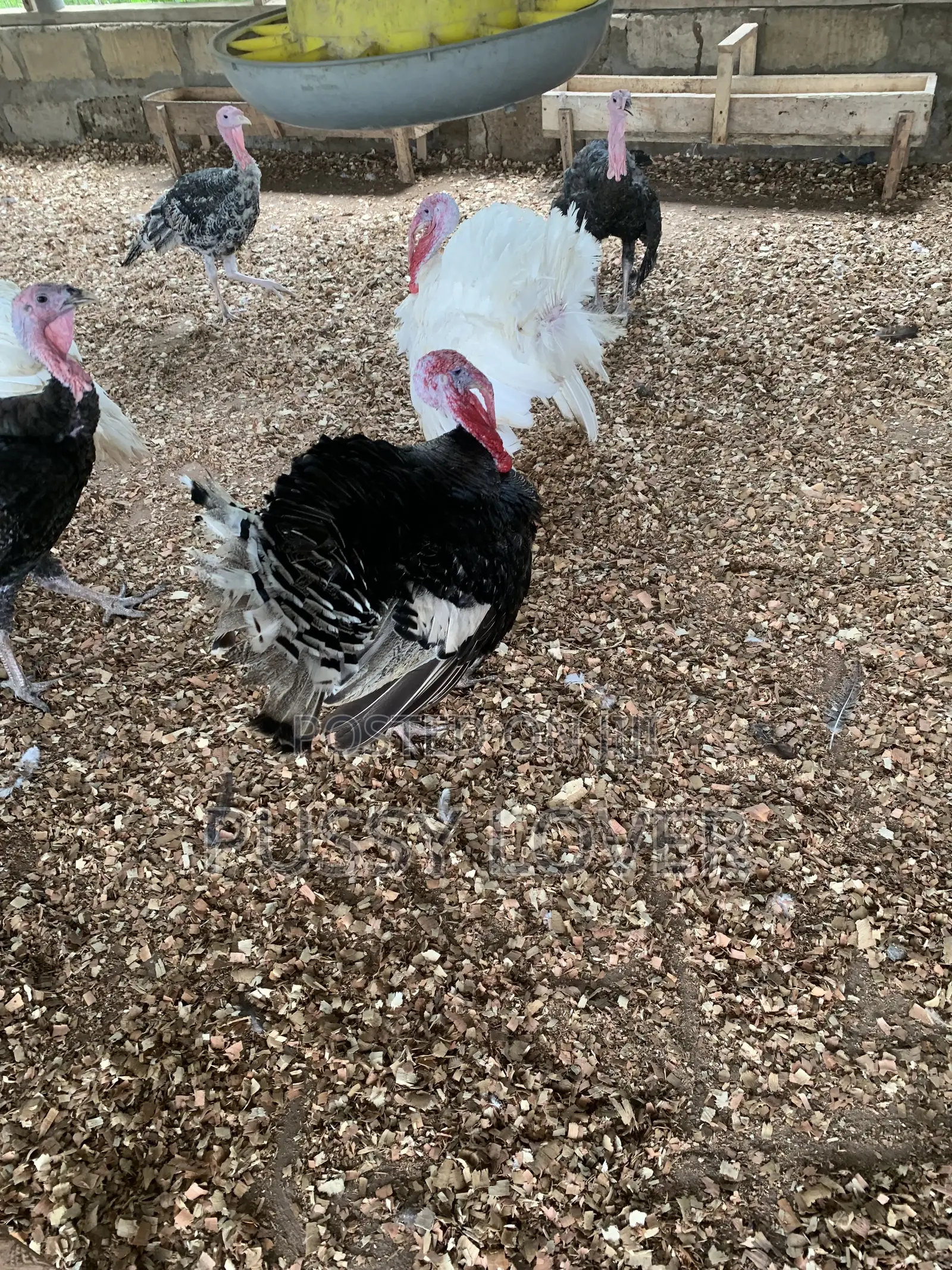Premium Farm-Raised Turkeys: Quality You Can Trust.