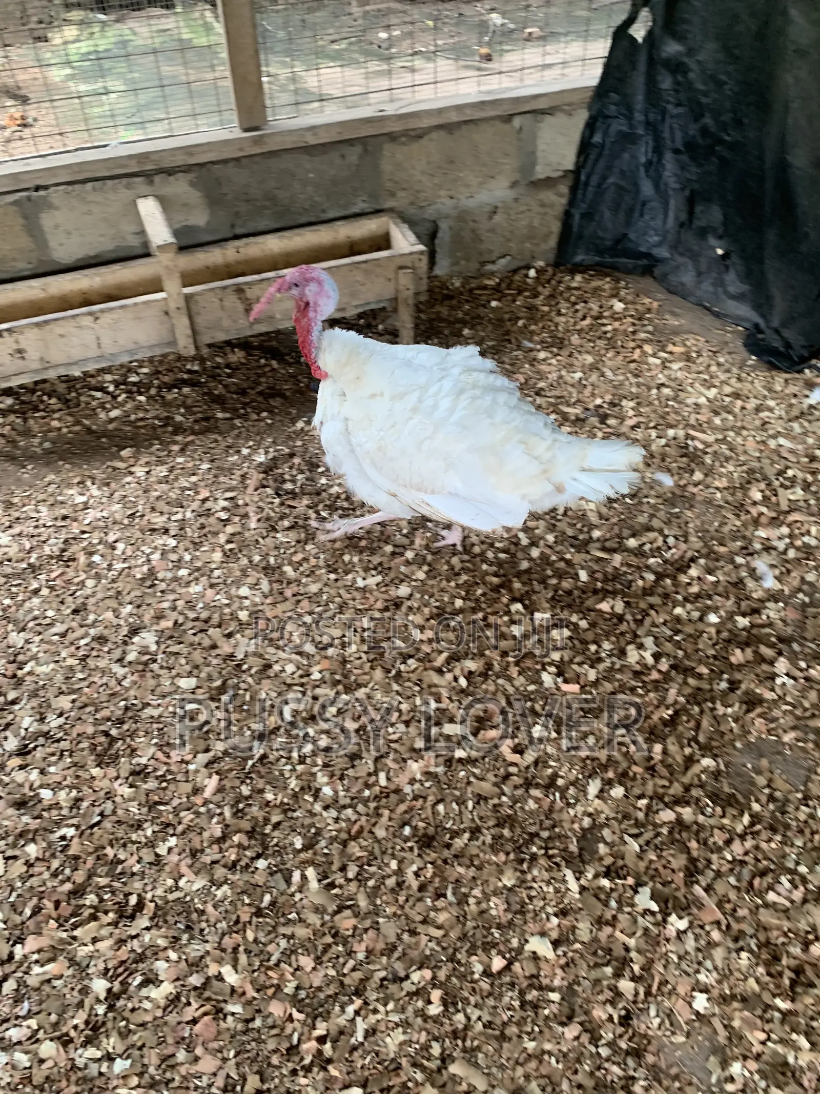 Premium Farm-Raised Turkeys: Quality You Can Trust.