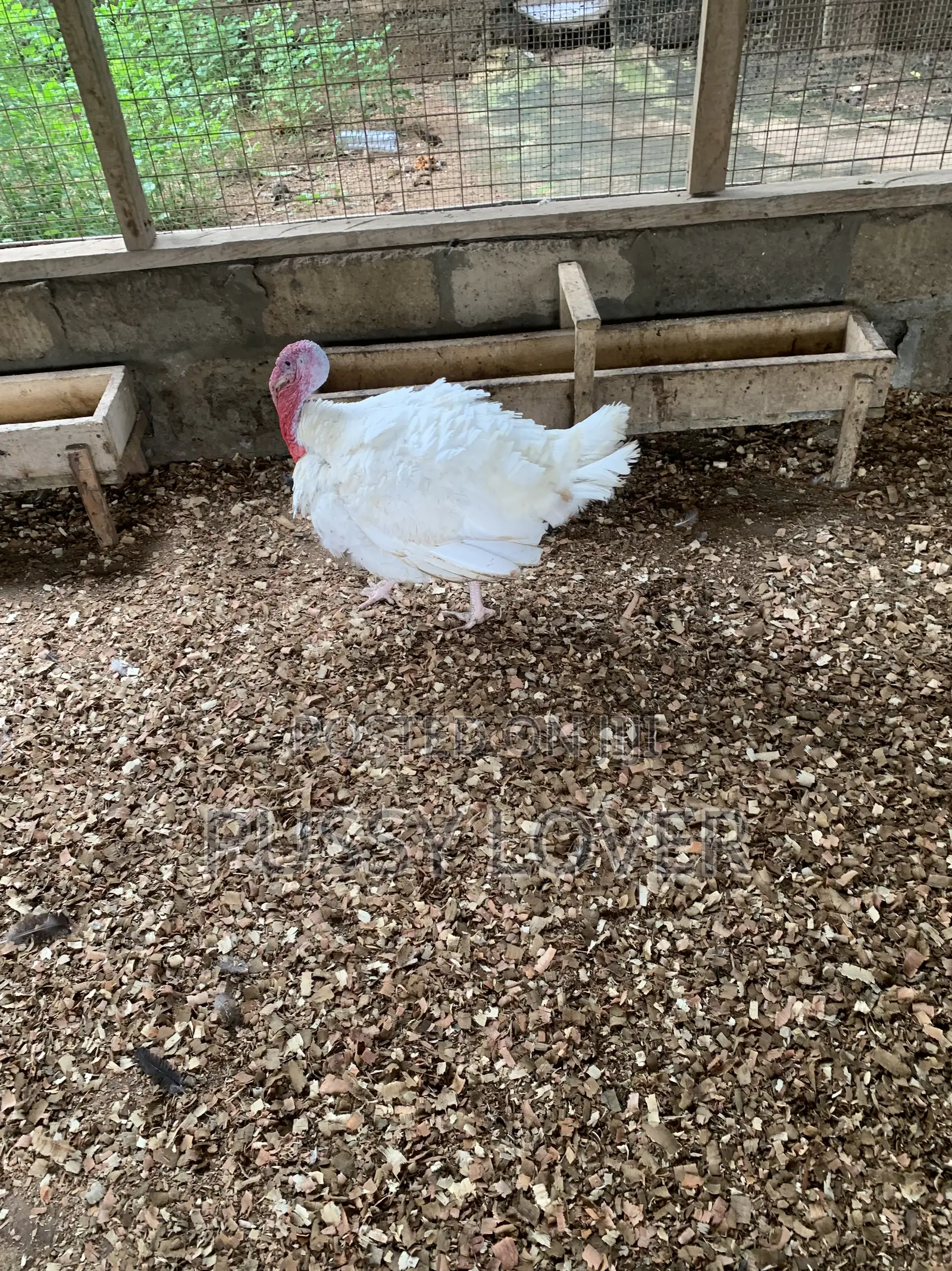 Premium Farm-Raised Turkeys: Quality You Can Trust.