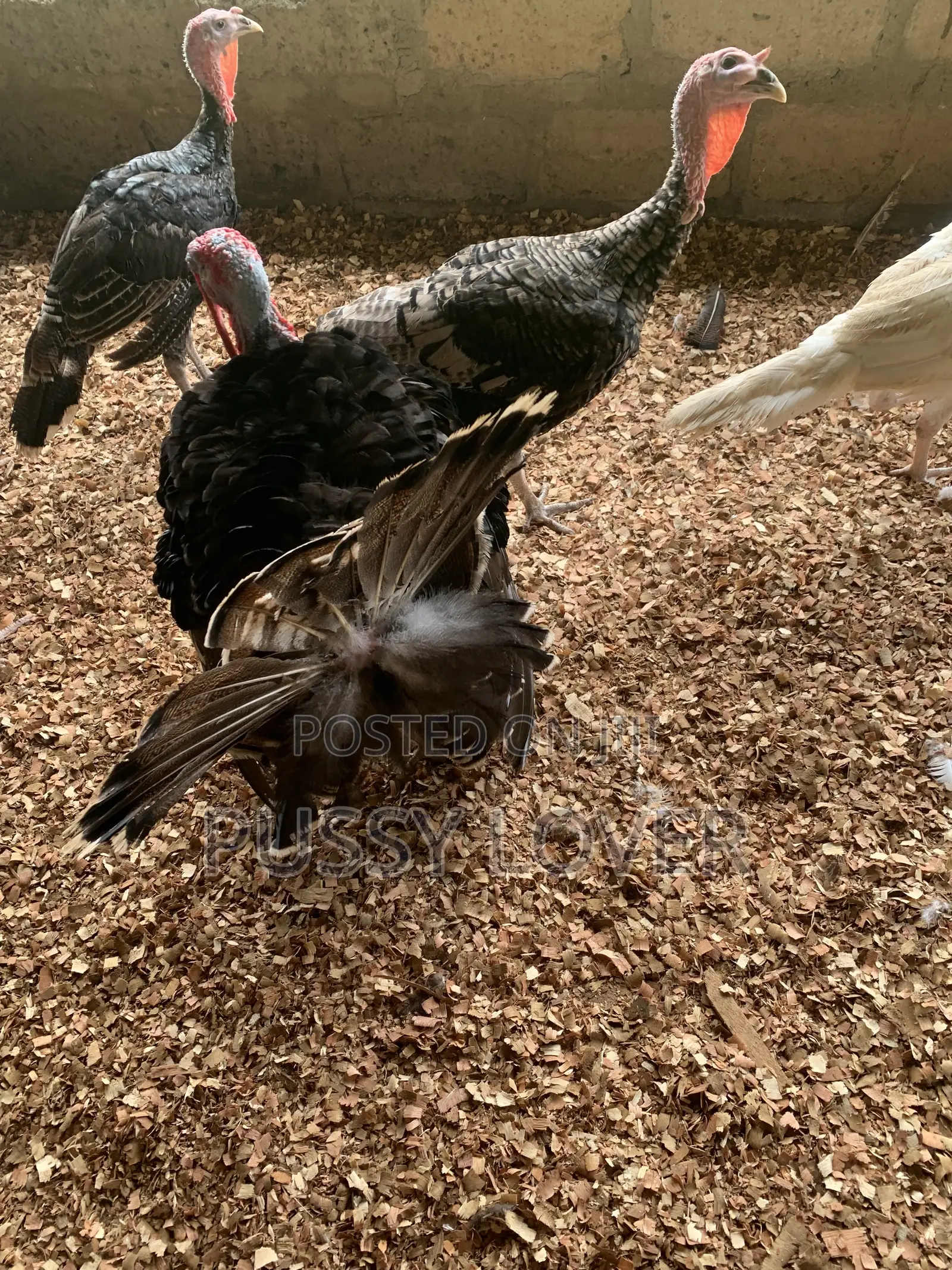 Premium Farm-Raised Turkeys: Quality You Can Trust.
