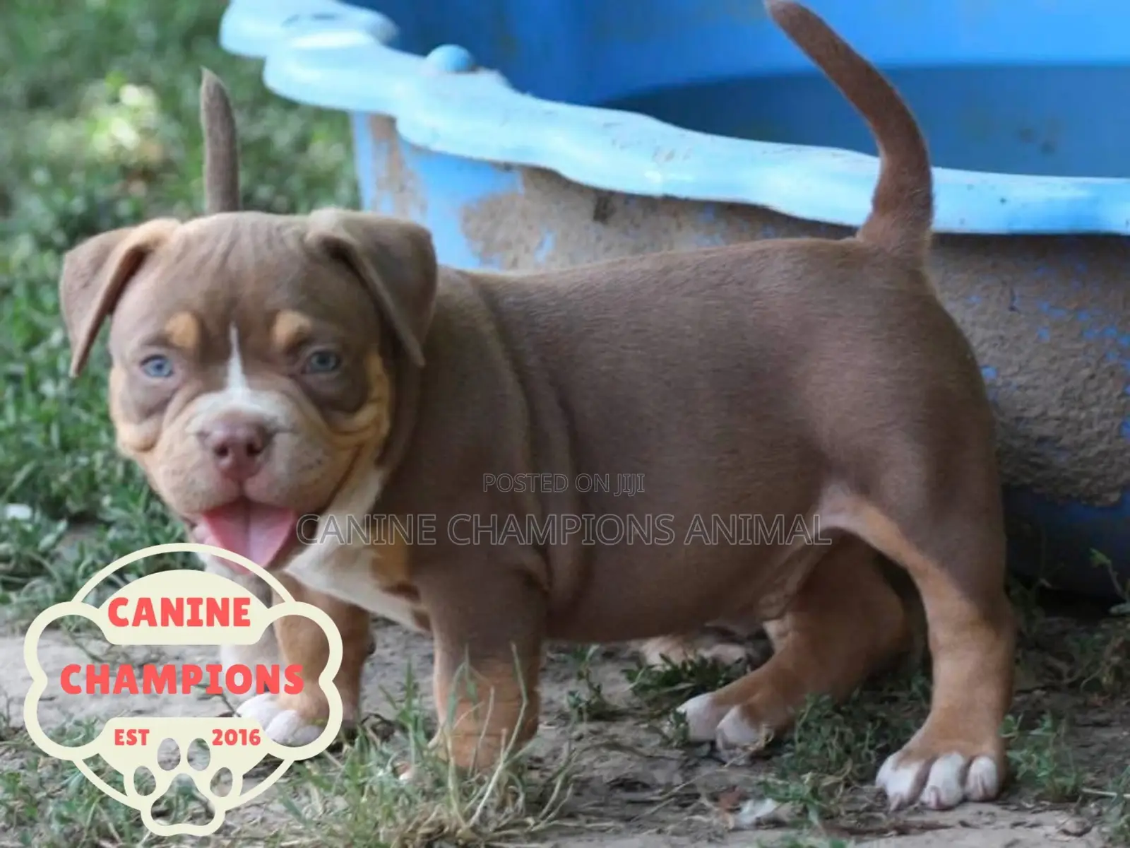 1-3 months Female Purebred American Bully