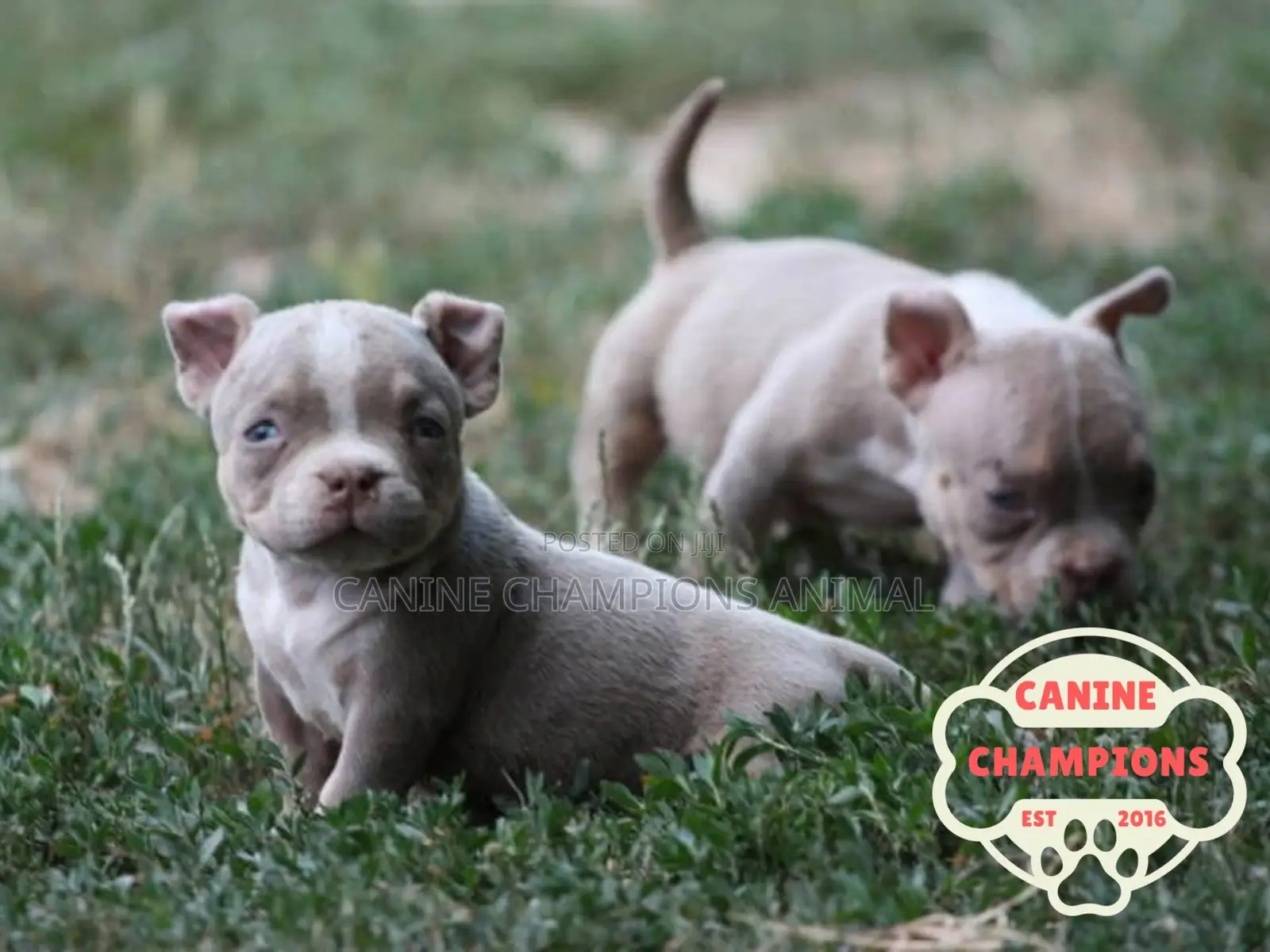 1-3 months Female Purebred American Bully