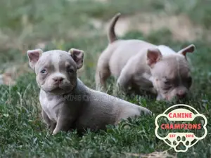 1-3 months Female Purebred American Bully