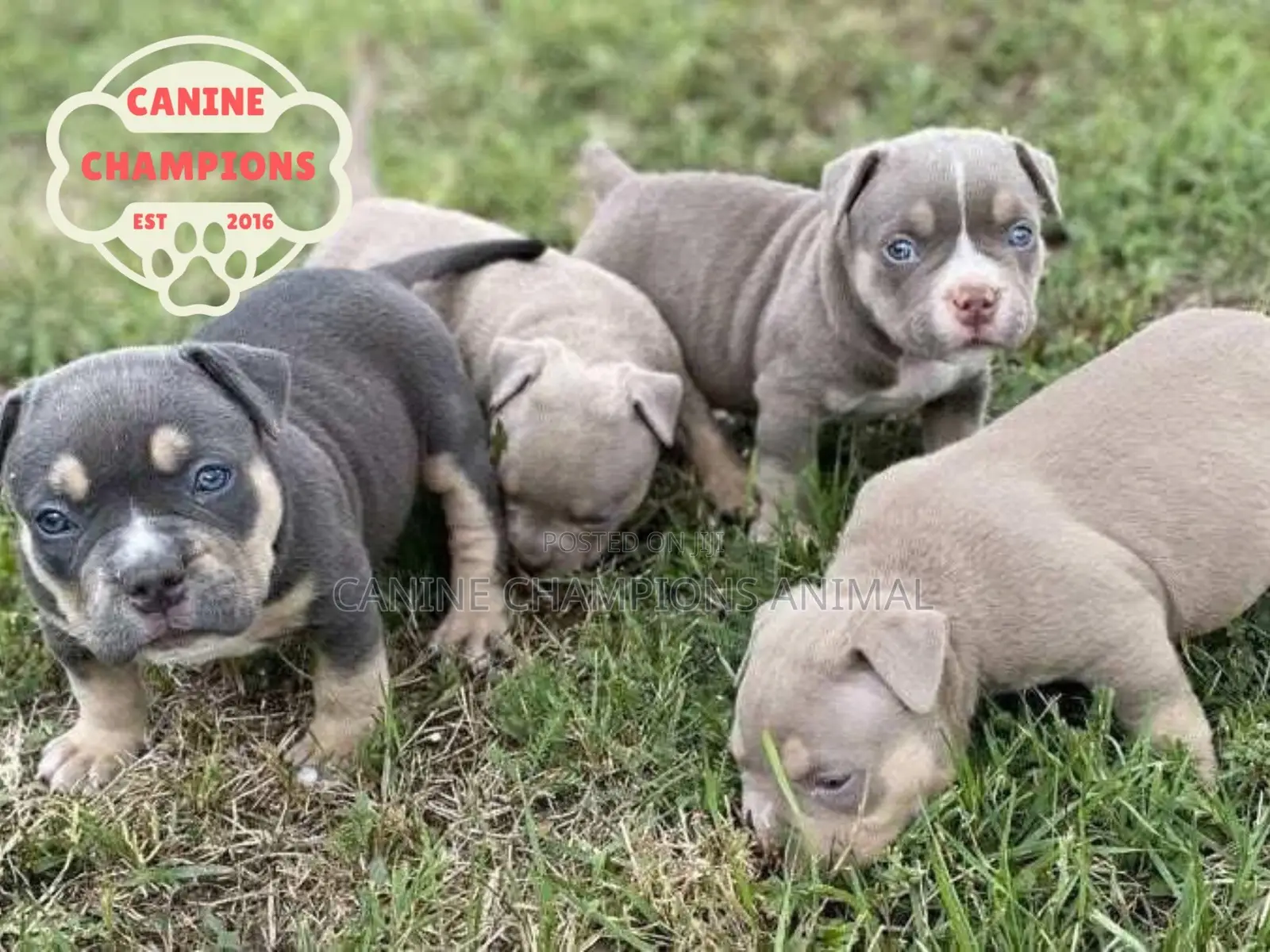 1-3 months Female Purebred American Bully