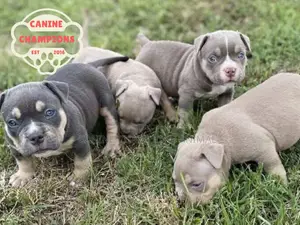 1-3 months Female Purebred American Bully