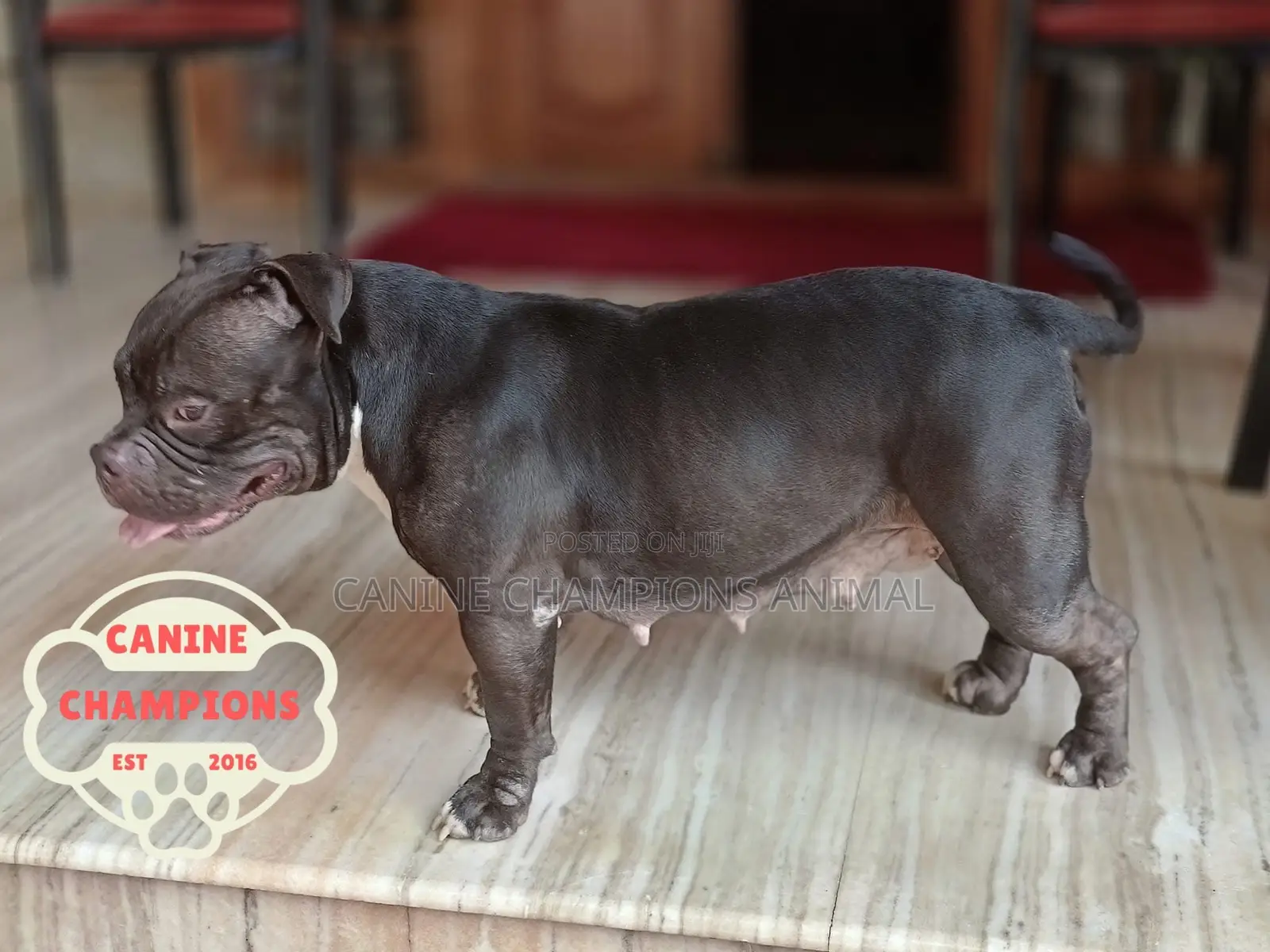 1-3 months Female Purebred American Bully