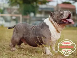 1-3 months Female Purebred American Bully