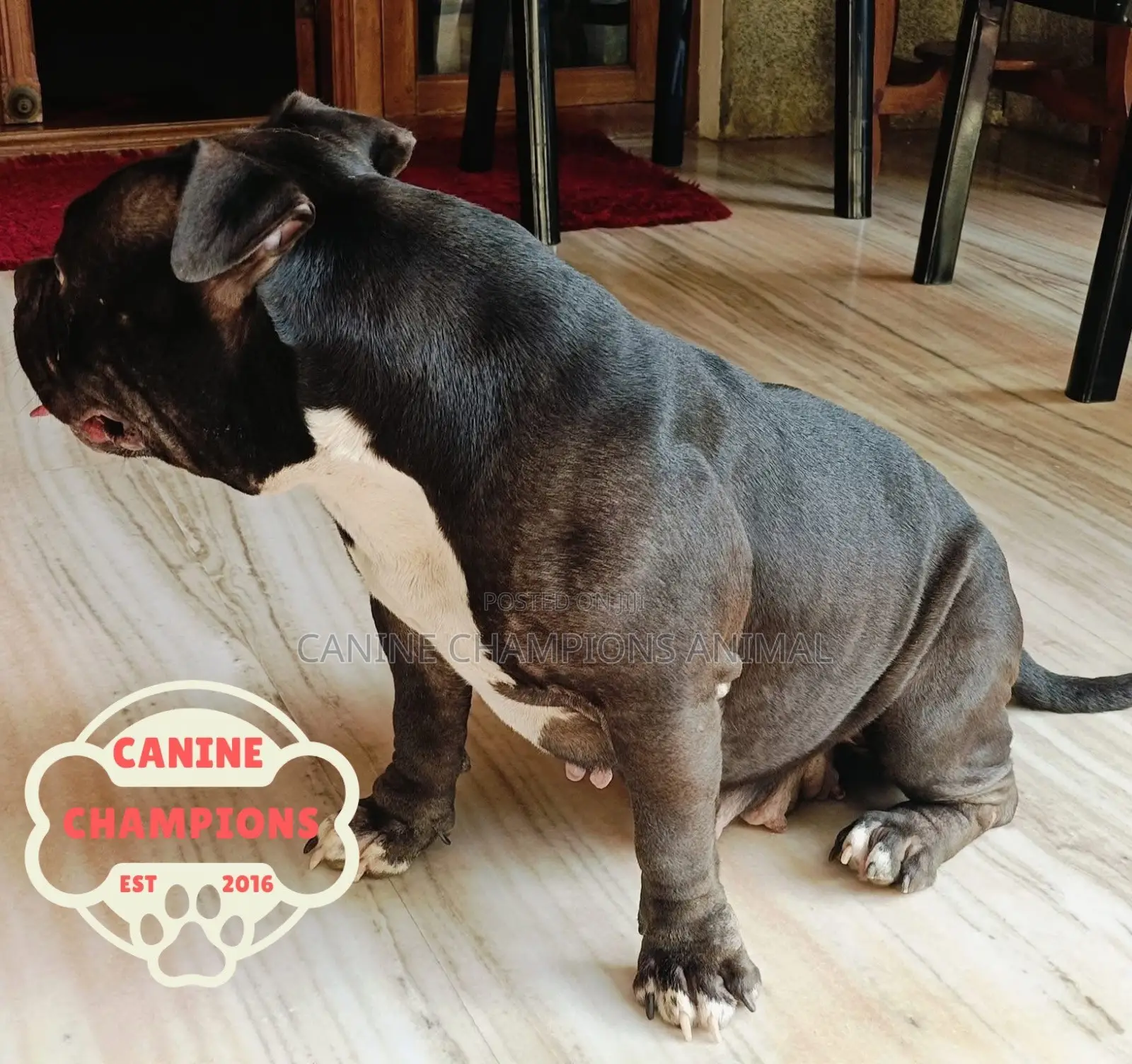 1-3 months Female Purebred American Bully