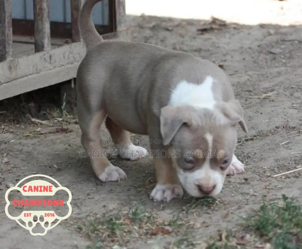 1-3 months Female Purebred American Bully