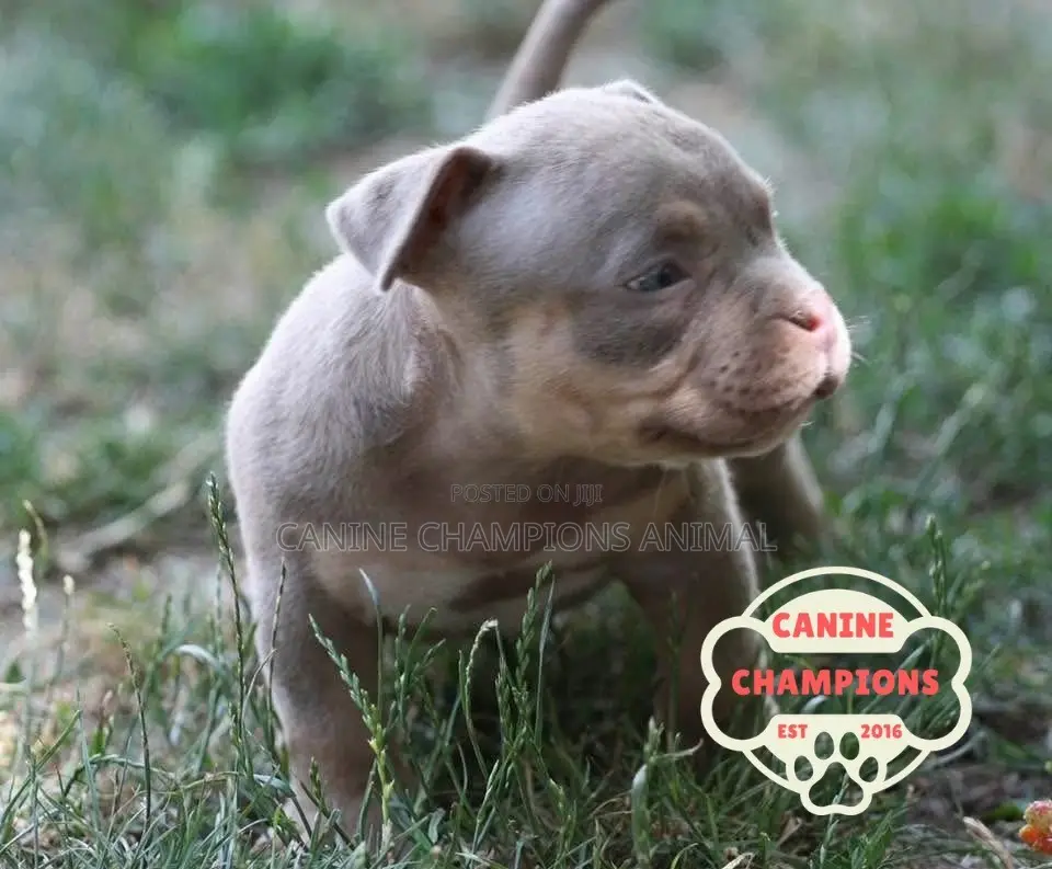 1-3 months Female Purebred American Bully