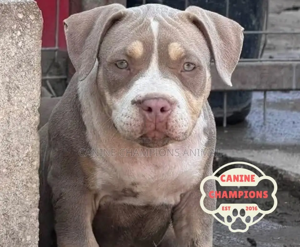 1-3 months Female Purebred American Bully
