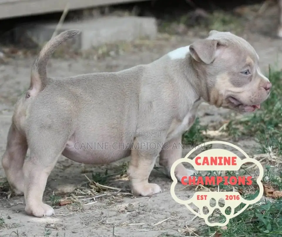 1-3 months Female Purebred American Bully