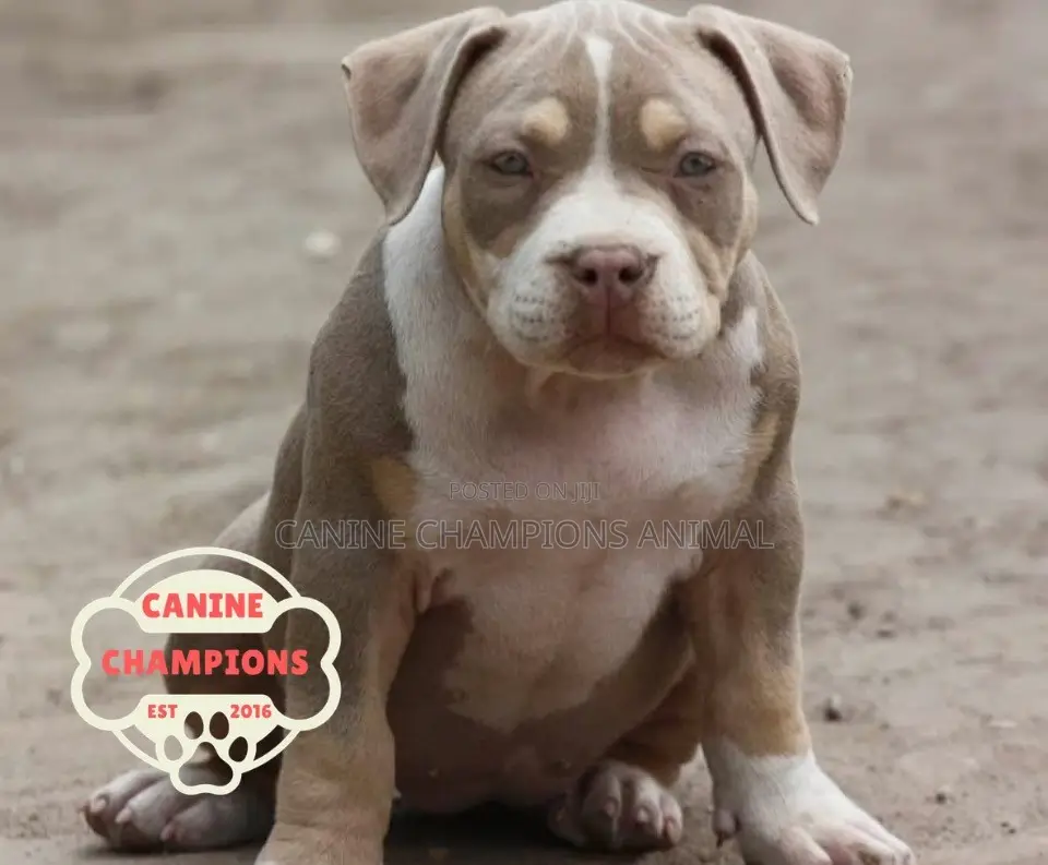 1-3 months Female Purebred American Bully