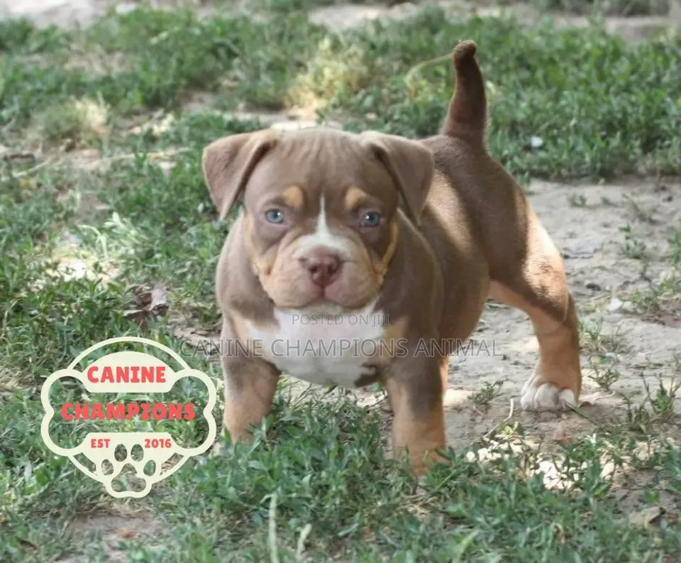 1-3 months Female Purebred American Bully